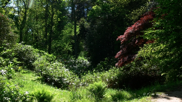 Bois des Moutiers (358) Mai 2012